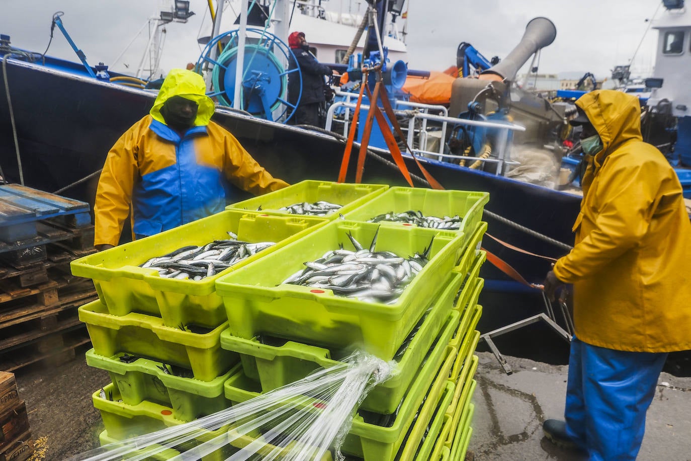 Fotos: Santoña subasta más de medio millón de kilos de bocarte, el récord de la costera