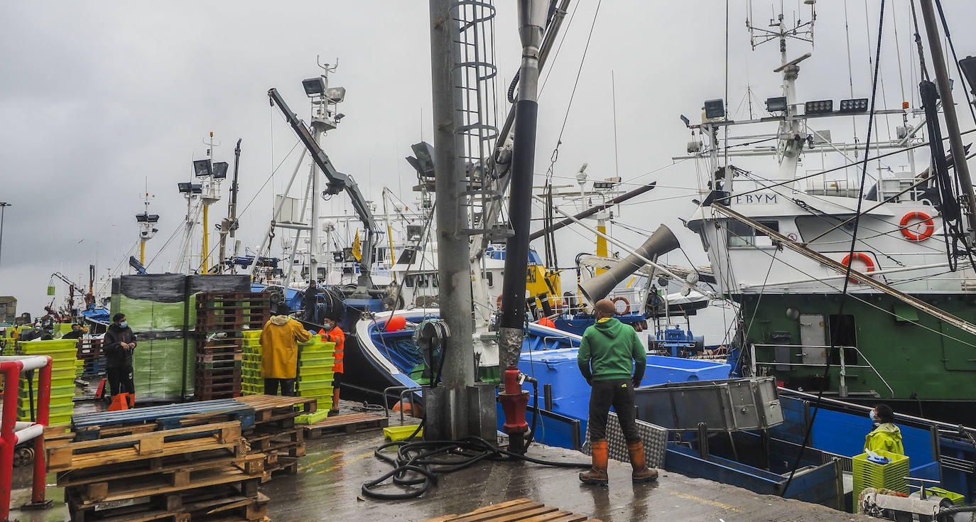 Fotos: Santoña subasta más de medio millón de kilos de bocarte, el récord de la costera