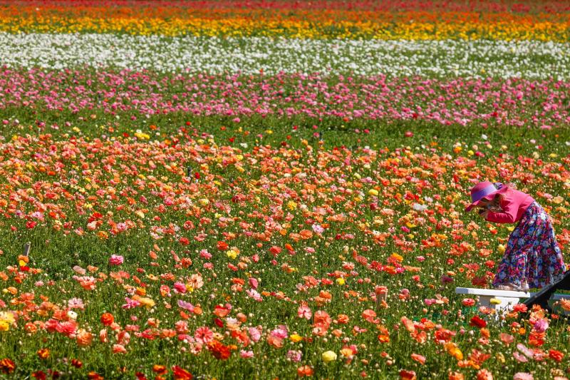 Fotos: Un campo de flores de cuento