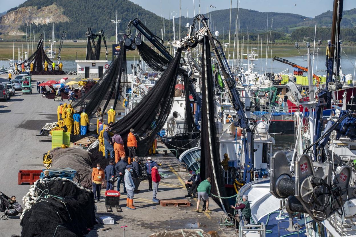 Marineros sacuden la red de sus embarcaciones tras el desembarco de cientos de cajas de bocarte, ayer, en el puerto de Santoña