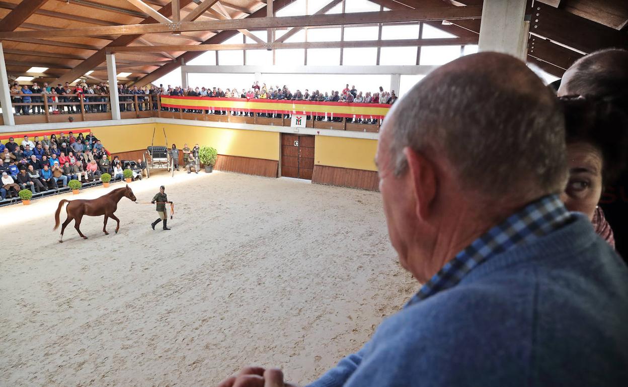 Un hombre observa la exhibición de sementales que se realiza una vez al año en el centro de cría caballar. 