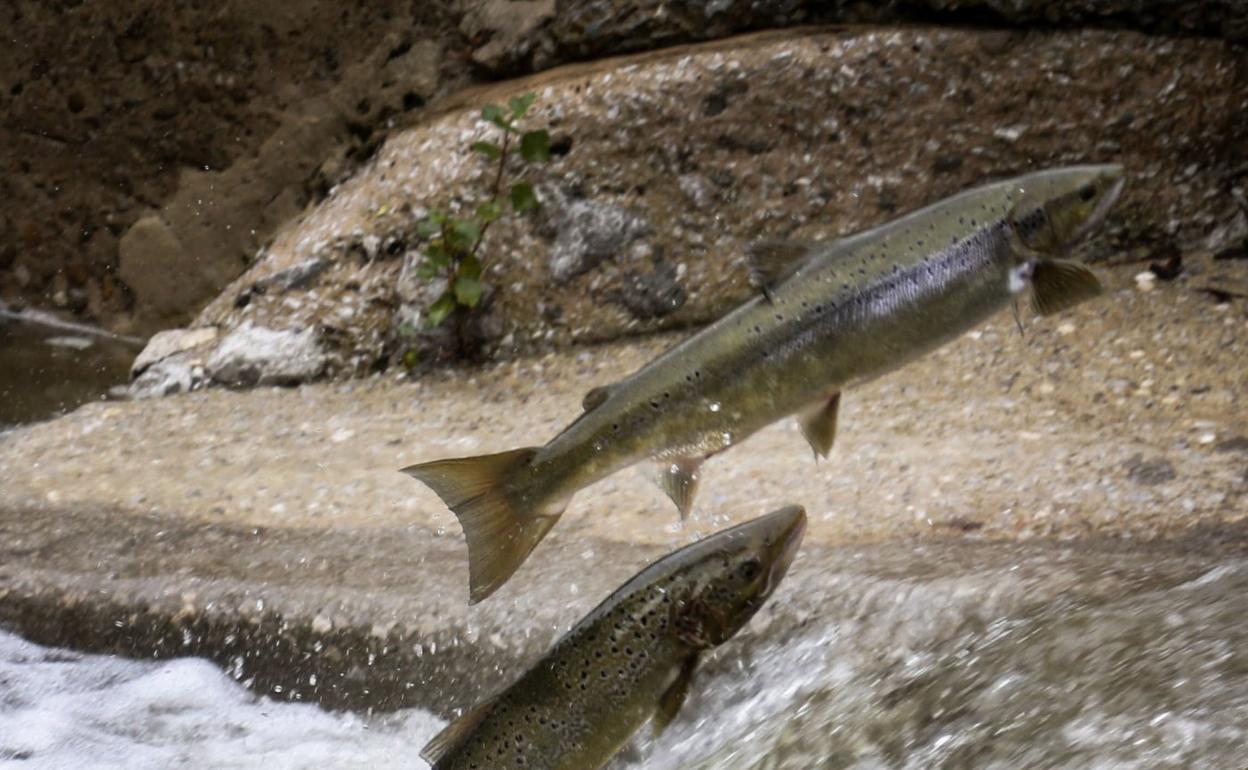 Salmones remontando el Pas, en Puente Viesgo. 