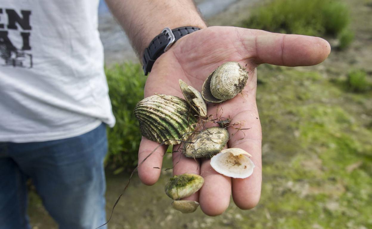 Pesca prohíbe temporalmente la extracción y comercialización de moluscos bivalvos en las zonas de producción de Santoña y Costa