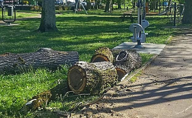 Partes del tronco de los dos árboles talados. 