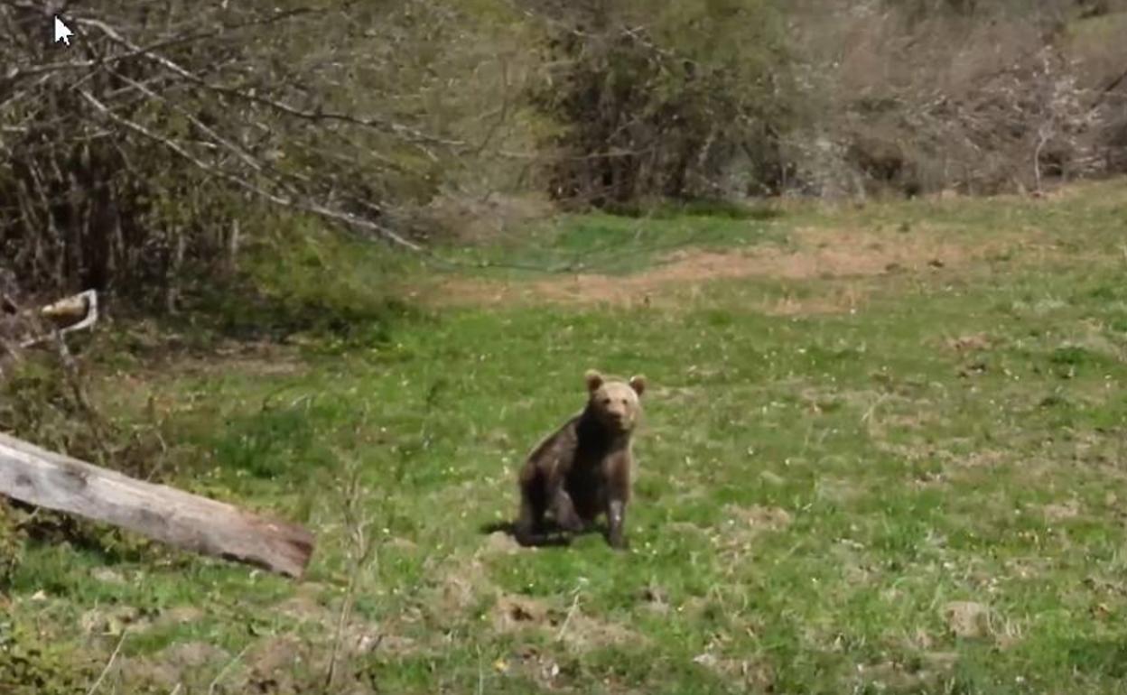 La osezna Éndriga regresa a su hábitat natural en Asturias tras recuperarse en Cantabria