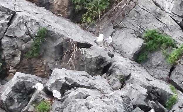 El emparejamiento de las gaviotas.