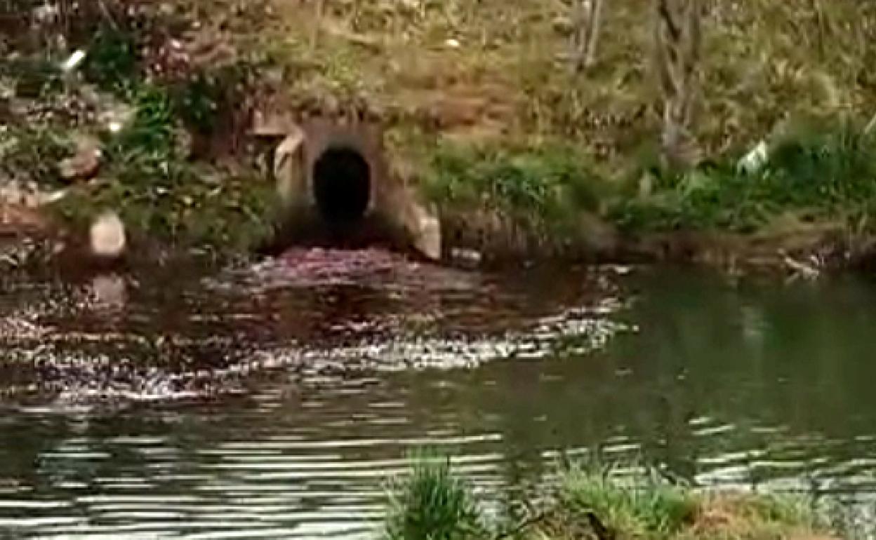 Aspecto del vertido de sangre animal al río Ebro. 