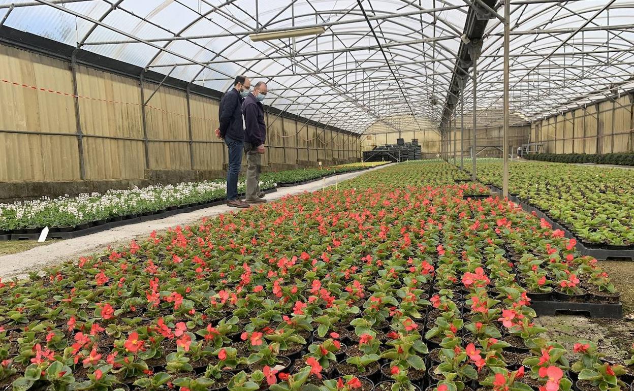 El servicio especial de empleo Serca se encarga de preparar las plantas en sus invernaderos. 