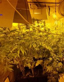 Imagen secundaria 2 - Detenido en Nueva Montaña por utilizar la casa de su madre, ya fallecida, para cultivar marihuana