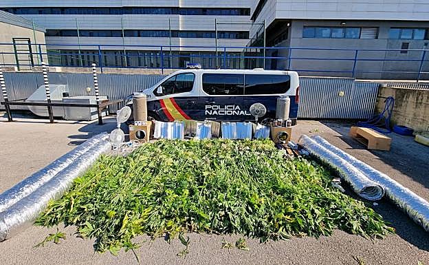 Imagen principal - Detenido en Nueva Montaña por utilizar la casa de su madre, ya fallecida, para cultivar marihuana