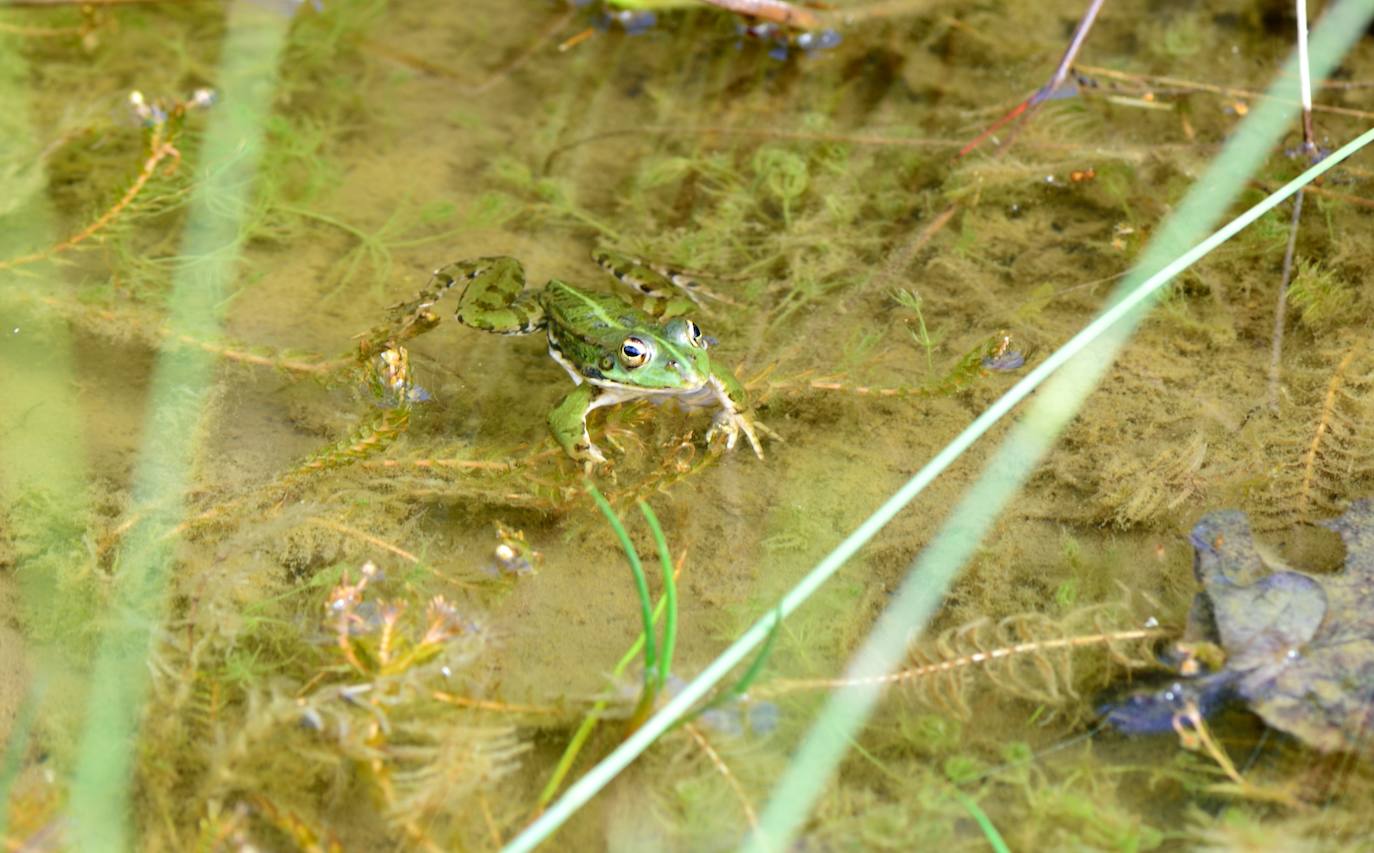 Las ranas están presentes cada año en las charcas que se forman unos metros antes de la entrada al túnel en La Engaña