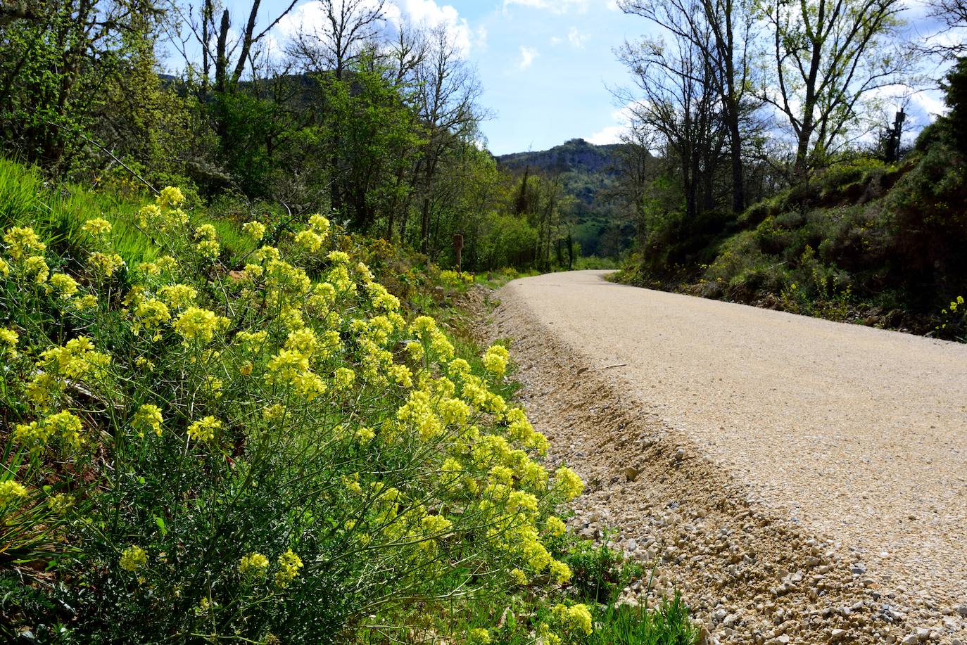 La primavera asoma en las cunetas y taludes del Camino Natural del Santander Mediterráneo en el trazado de las Merindades