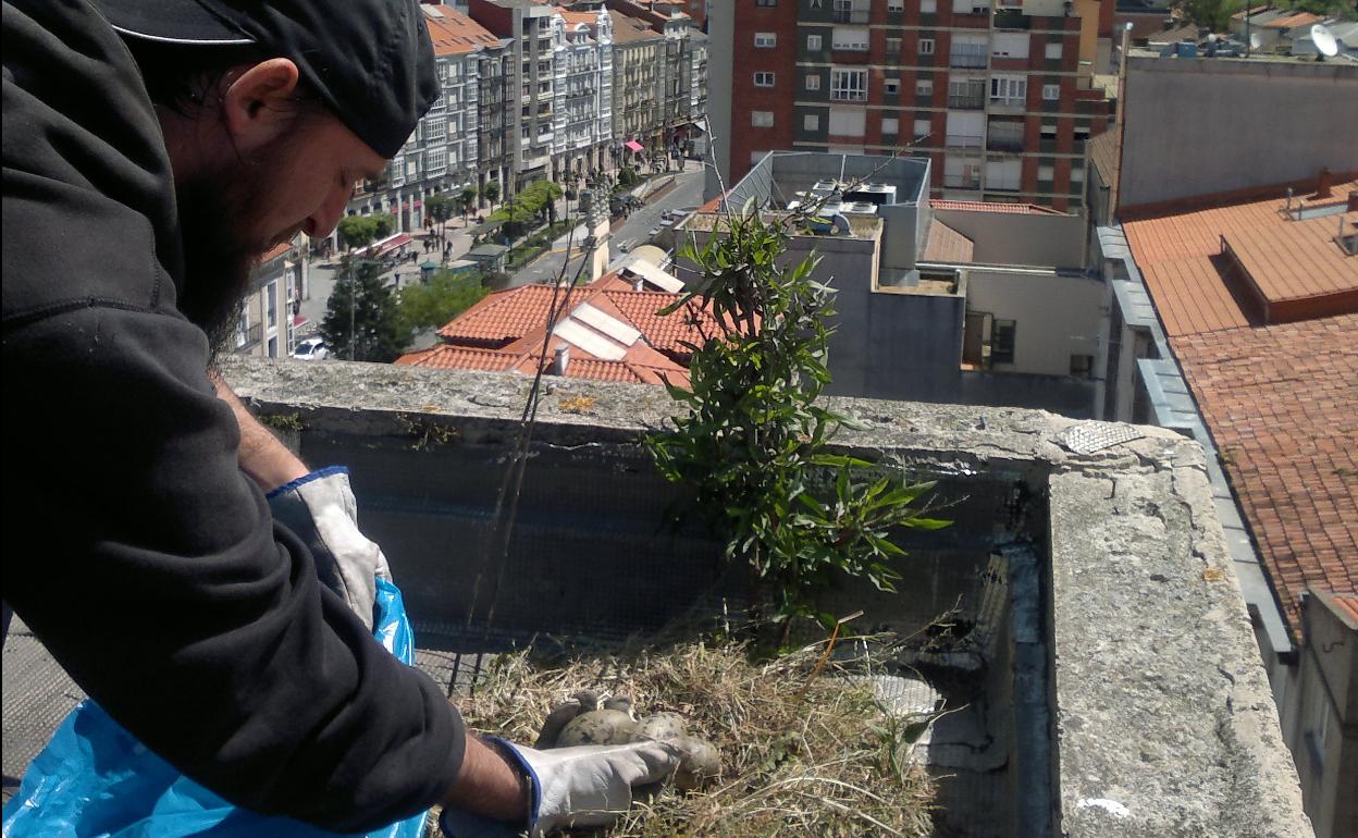 Santander inicia una nueva campaña del servicio gratuito de control de la población de gaviotas