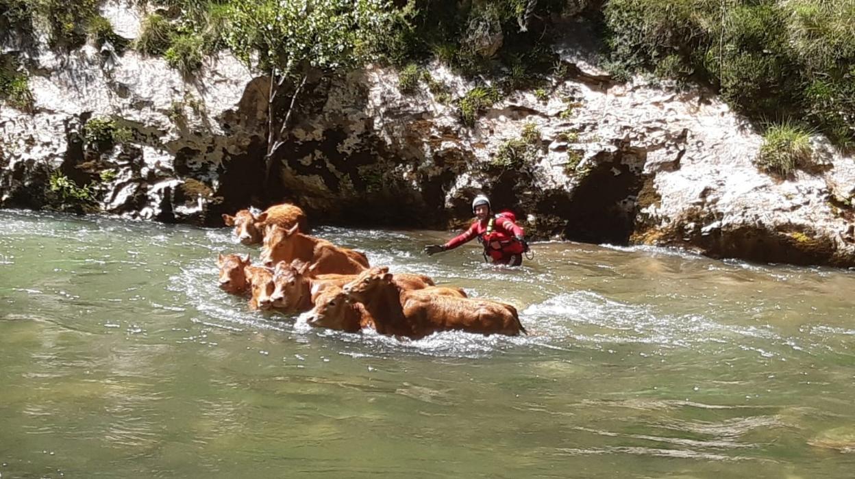 Uno de los bomberos participantes en el rescate trata de dirigir a los novillos para sacarlos de las aguas del Deva. 