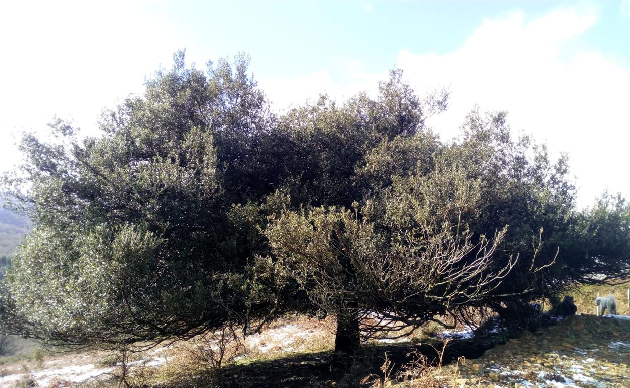 El arreglo de las sendas dará a conocer el patrimonio natural del municipio.