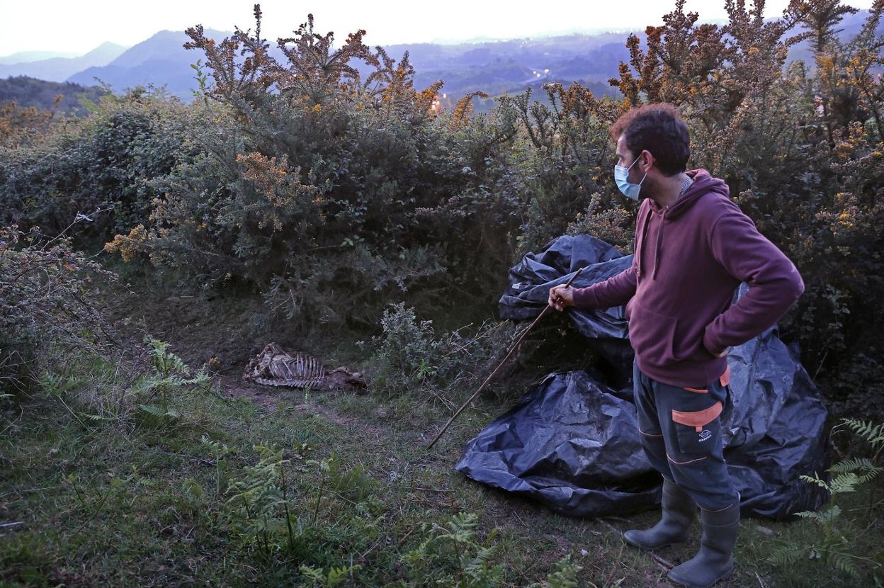 Ovejas atacadas por el lobo en una finca del barrio de San Pedro, en Caviedes, el pasado abril. 