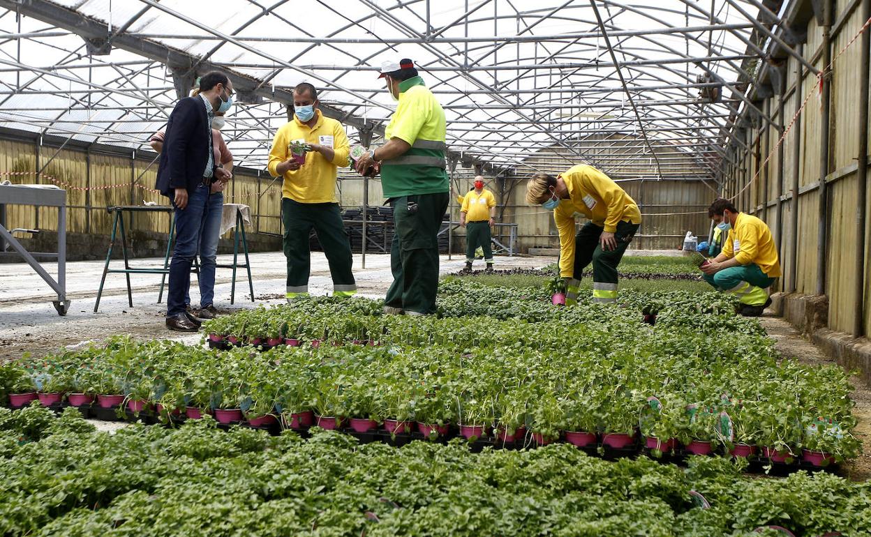 El Concurso de Jardines de Torrelavega incluye este año el reparto de 5.000 plantas aromáticas