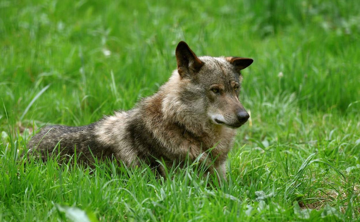 Cantabria alega contra prohibición de cazar al lobo y aduce que el Ministerio «cometió irregularidades en el proceso»