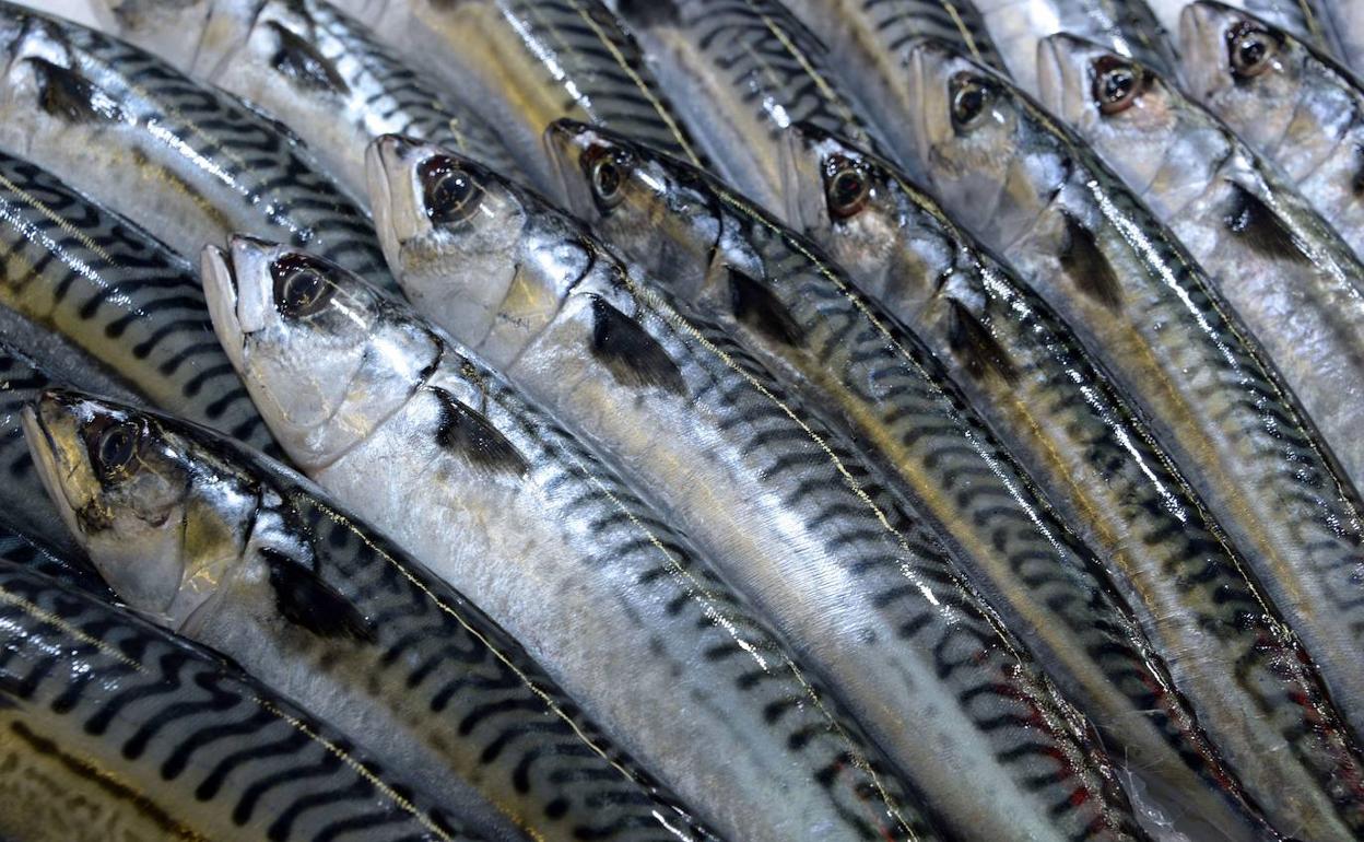 Pescado hay que comer todos los días y tres veces a la semana hay que consumir pescados azules.