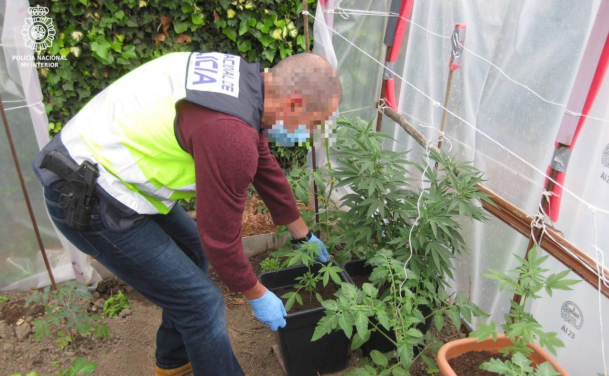 Desmantelada una plantación de marihuana en Tanos