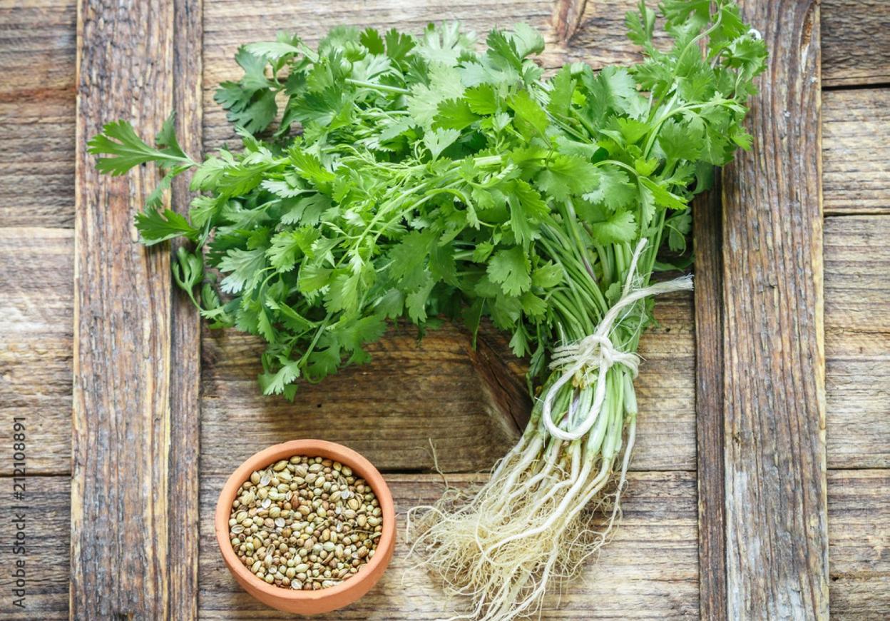 El cilantro es una planta aromática que se puede utilizar en gastronomía seca o en semillas. 