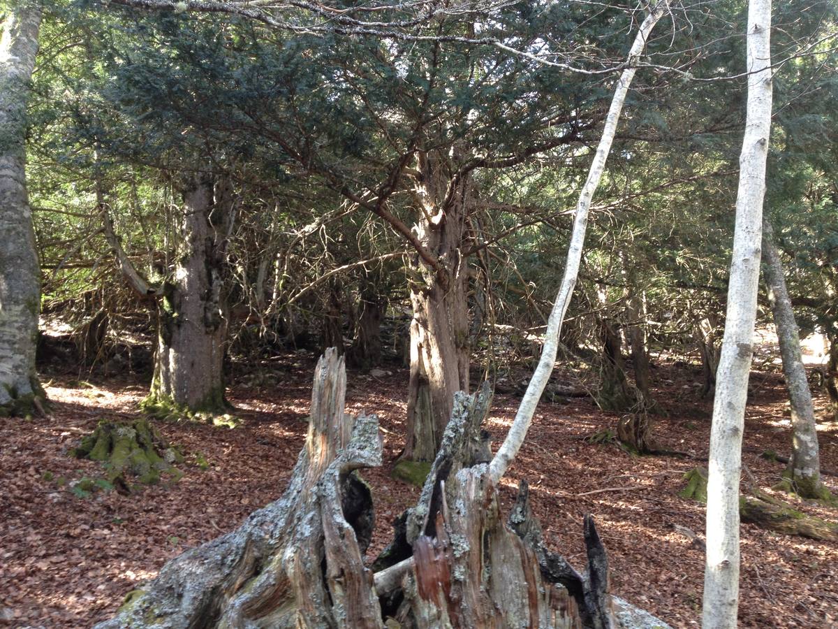 Fotos: Escapada a la Montaña Palentina: la magia de la Tejeda de Tosande