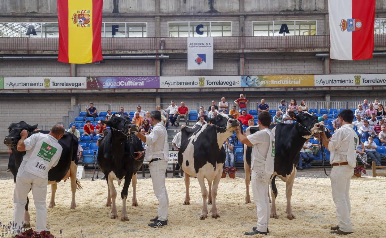 El Mercado acoge el sábado el concurso regional de ganado frisón con 137 animales y sin público