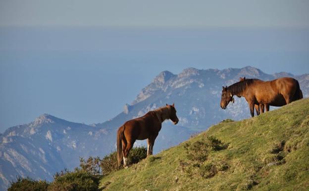 Imagen. Imágenes del monumental espectáculo de la naturaleza en los Picos de Europa.