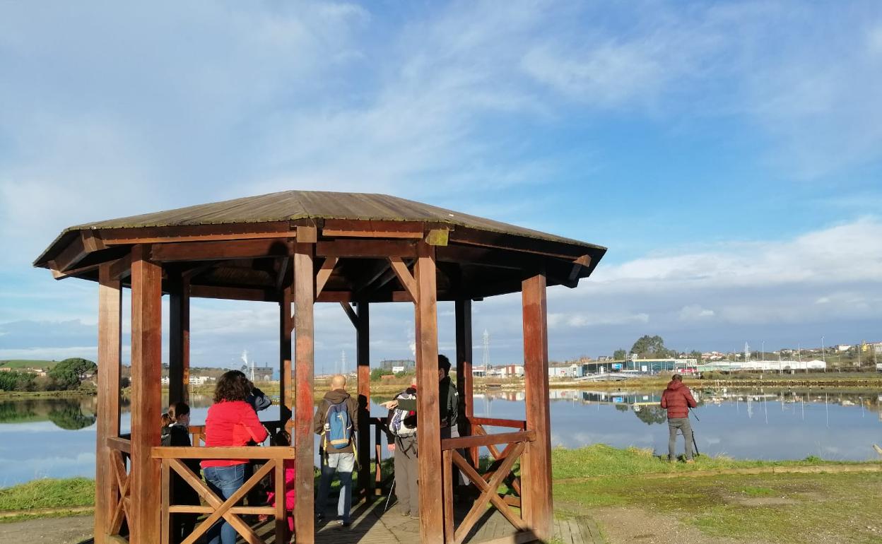 Las marismas Blancas y Negras de El Astillero suelen acoger rutas guiadas para que los vecinos y visitantes puedan disfrutar del avistamiento de estas aves. 