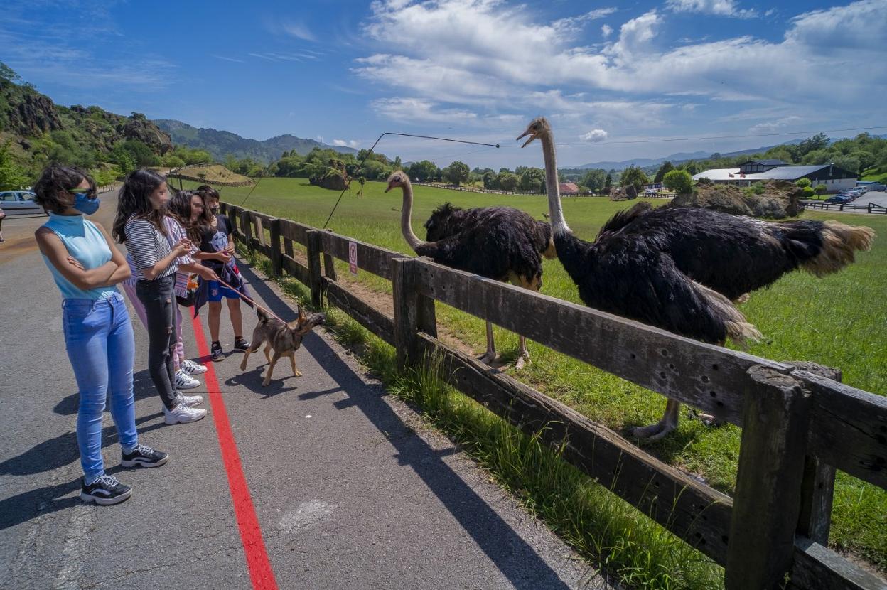 Unos visitantes del Parque observan a las avestruces, en una imagen de archivo. 