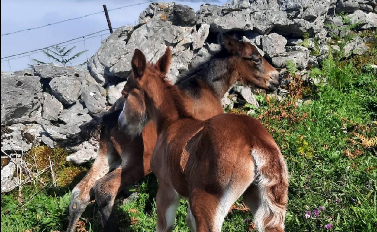 Los dos potros recién nacidos en la finca de El Dobrillo, cerca de Bejes