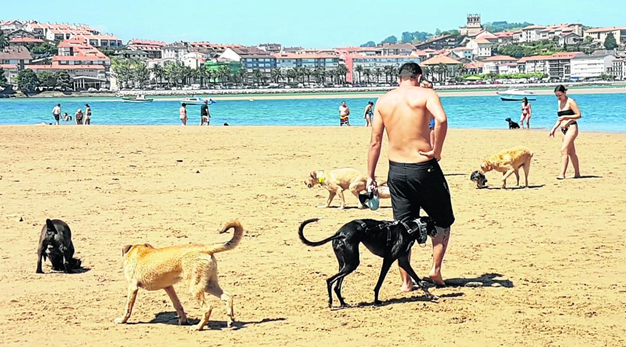 En la playa de La Maza cada día hay más perros que pueden disfrutar junto a sus dueños del arenal y de un refrescante baño. 