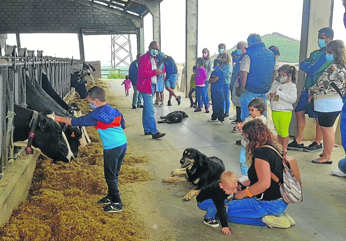 La visita a la Granja Cudaña es, para muchos, su primer contacto con las vacas. 