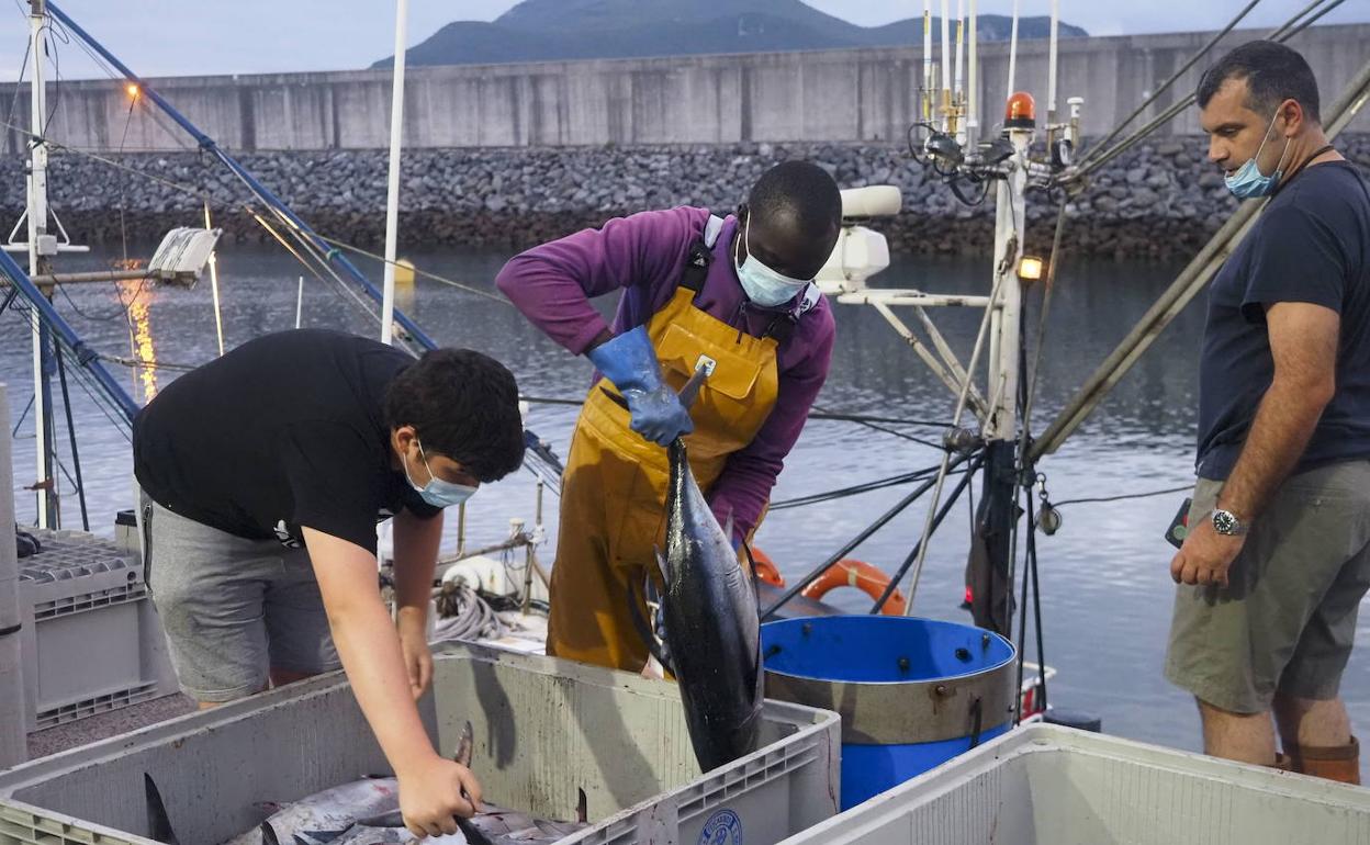 Descargados en el puerto de Laredo 58.000 kilos de bonito que se ha vendido a precios «razonables»