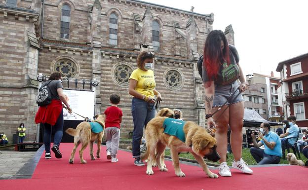 Imagen principal - Desfiles y bendición de perros en La Patrona