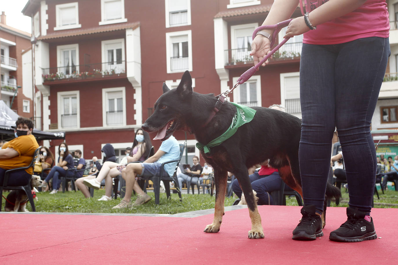 Fotos: Los perros, bendecidos por La Patrona