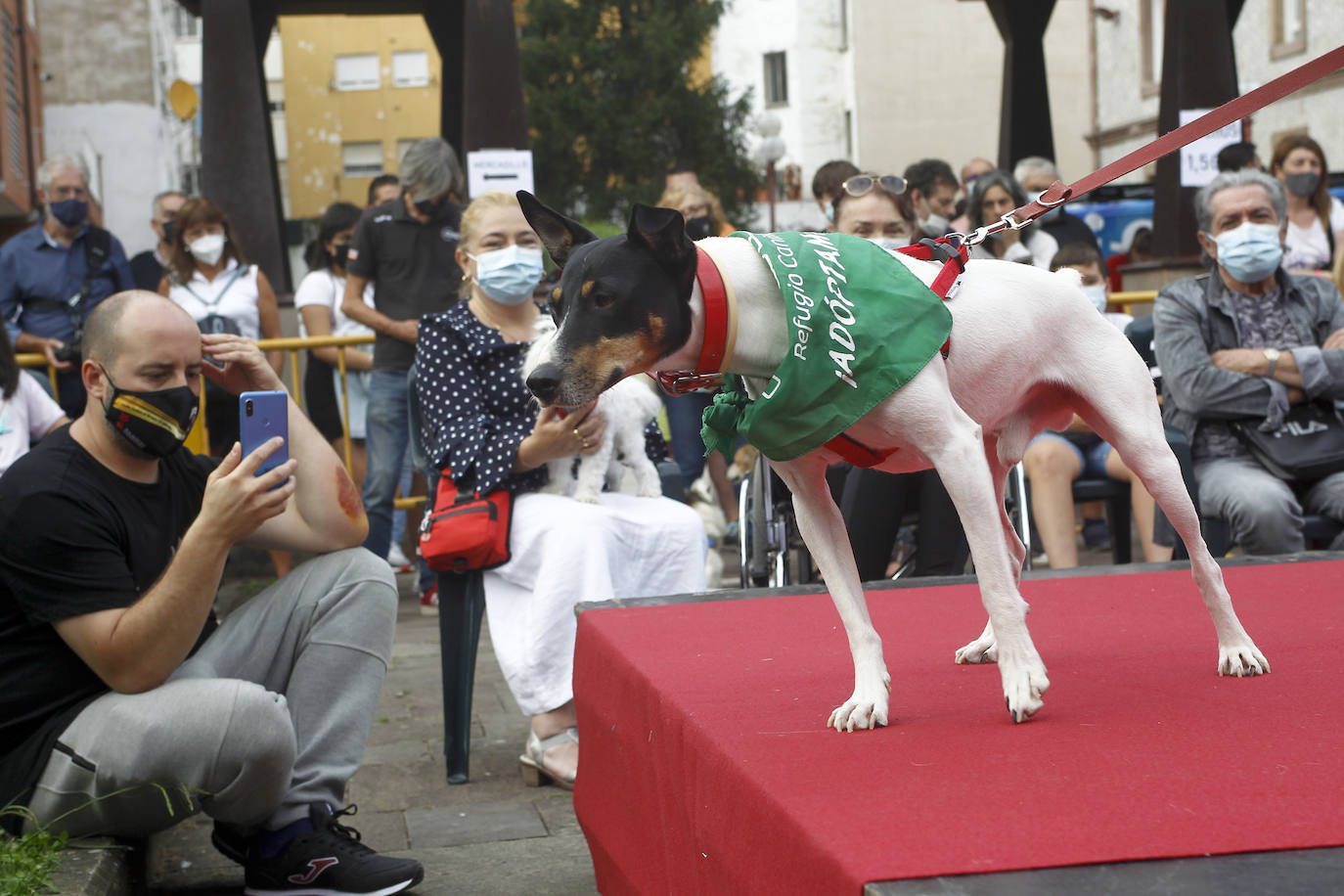 Fotos: Los perros, bendecidos por La Patrona