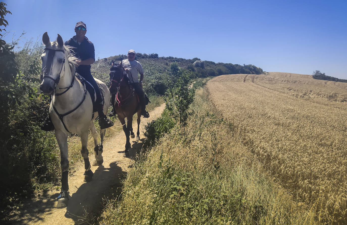 Jinetes recorren los campos de cereal que rodean Muruzabal, donde está el desvío a Santa María de Eunate.