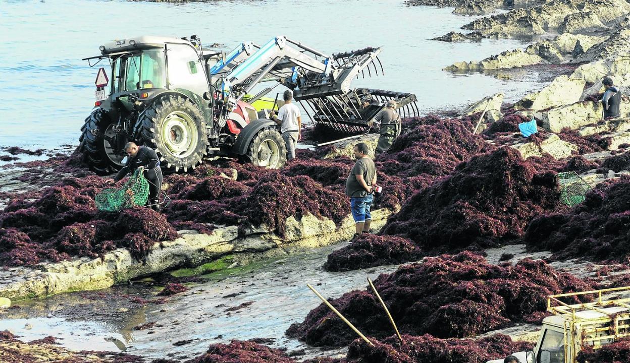 La caloca cántabra, un tesoro científico