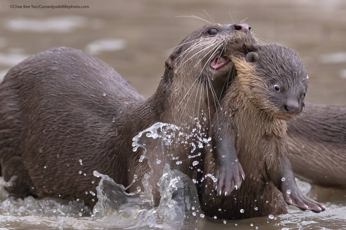 Fotos: Las imágenes más divertidas del mundo animal, fotografías finalistas al premio Comedy Wildlife de 2021