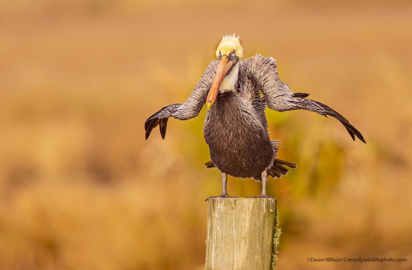 Fotos: Las imágenes más divertidas del mundo animal, fotografías finalistas al premio Comedy Wildlife de 2021