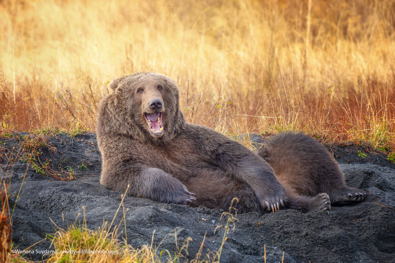 Fotos: Las imágenes más divertidas del mundo animal, fotografías finalistas al premio Comedy Wildlife de 2021