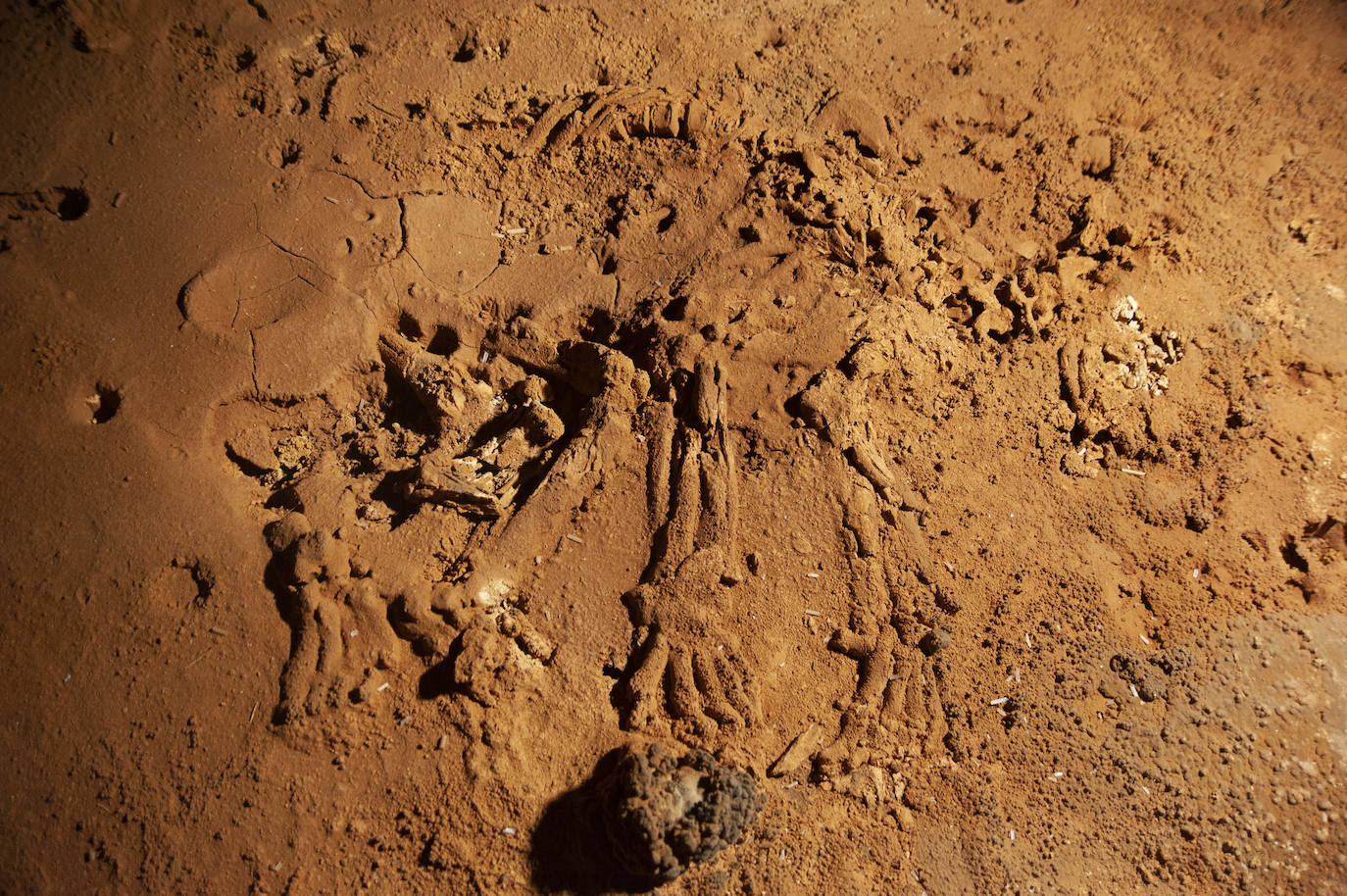 Esqueleto de oso de las cavernas