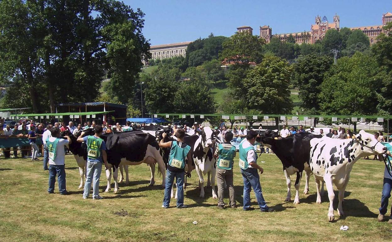 Comillas recupera este fin de semana el concurso de Ganado Frisón con un centenar de animales