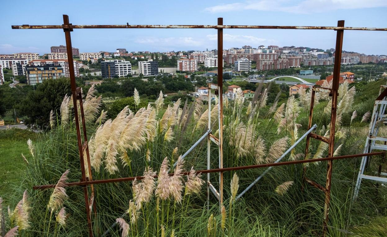 Una finca invadida de plumeros en la zona costera de Santander. 