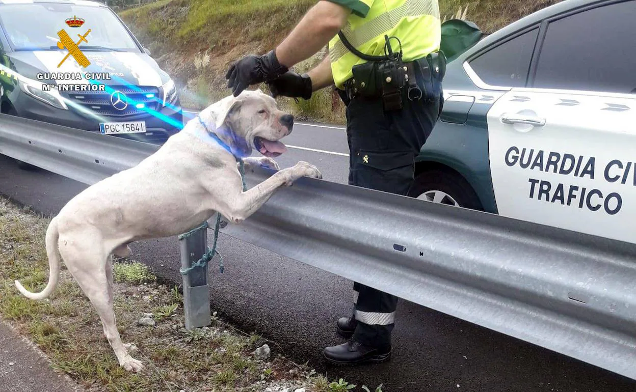 Capturan a un Dogo Argentino «potencialmente peligroso» después de que matara a otro perro