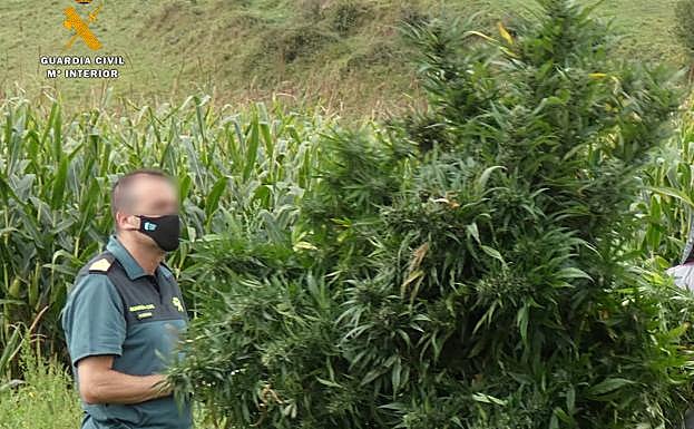 La marihuana estaba oculta tras un maizal.