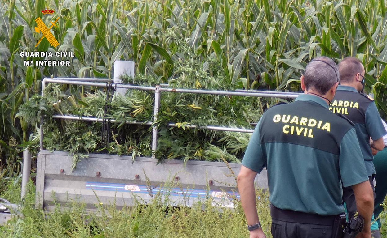 Plantas de marihuana intervenidas en la finca de Vispieres.
