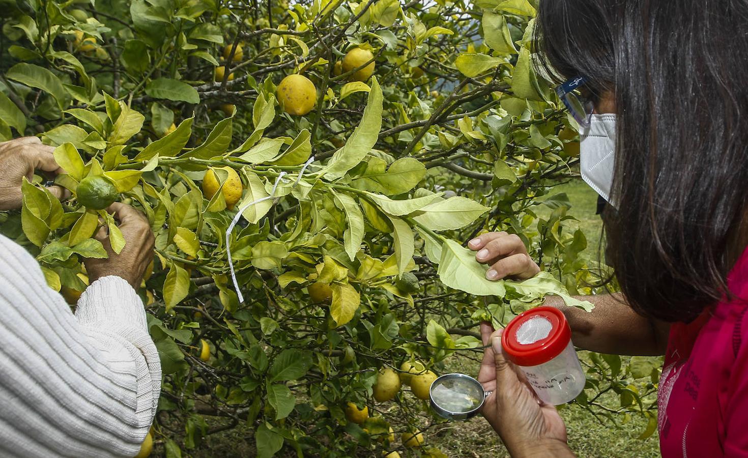 Técnicos de la Consejería de Desarrollo Rural durante la suelta de los parásitos.