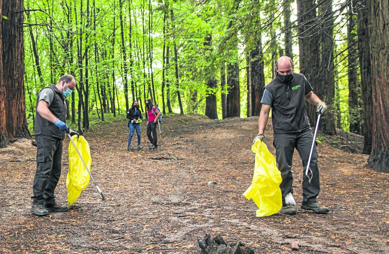 Dos operarios realizan labores de limpieza en el centro del bosque de las secuoyas. 